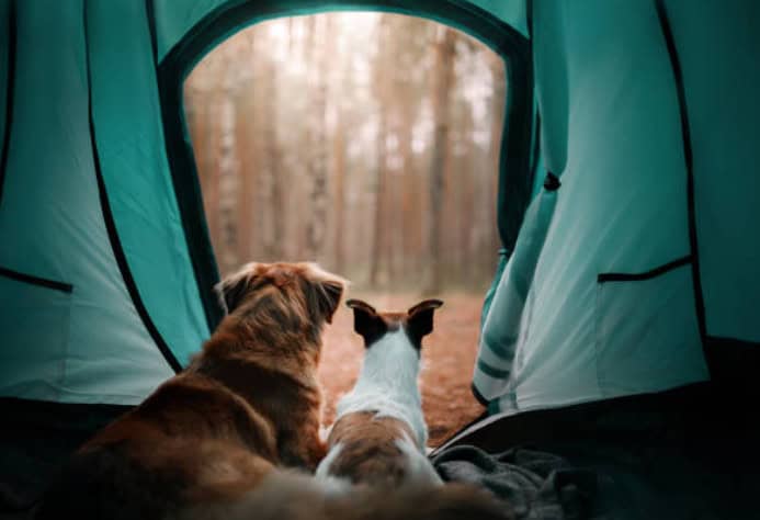 Dogs vs. Cats: Which Pet Makes the Best Camping Companion?
