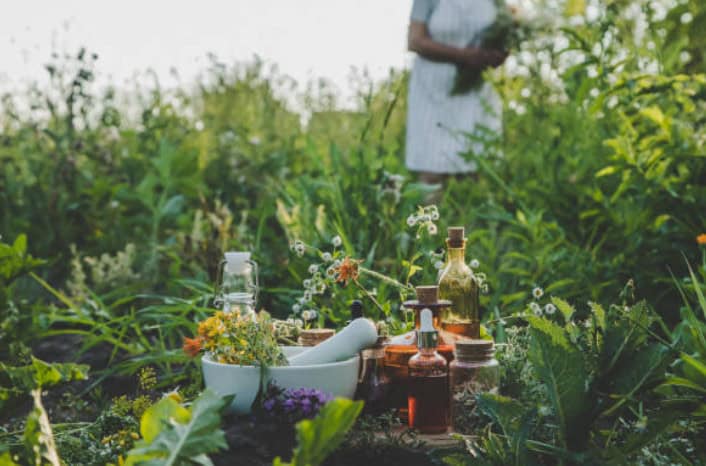 Nature’s First Aid Kit: Using Plants for Camping Health Remedies