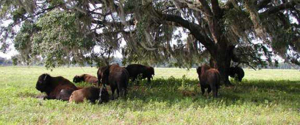 Paynes Prairie Preserve State Park