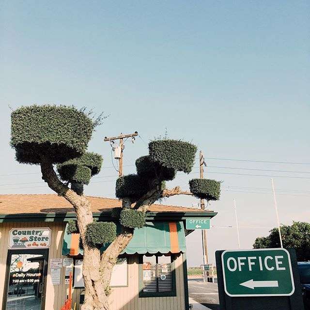 Orange Grove RV Park