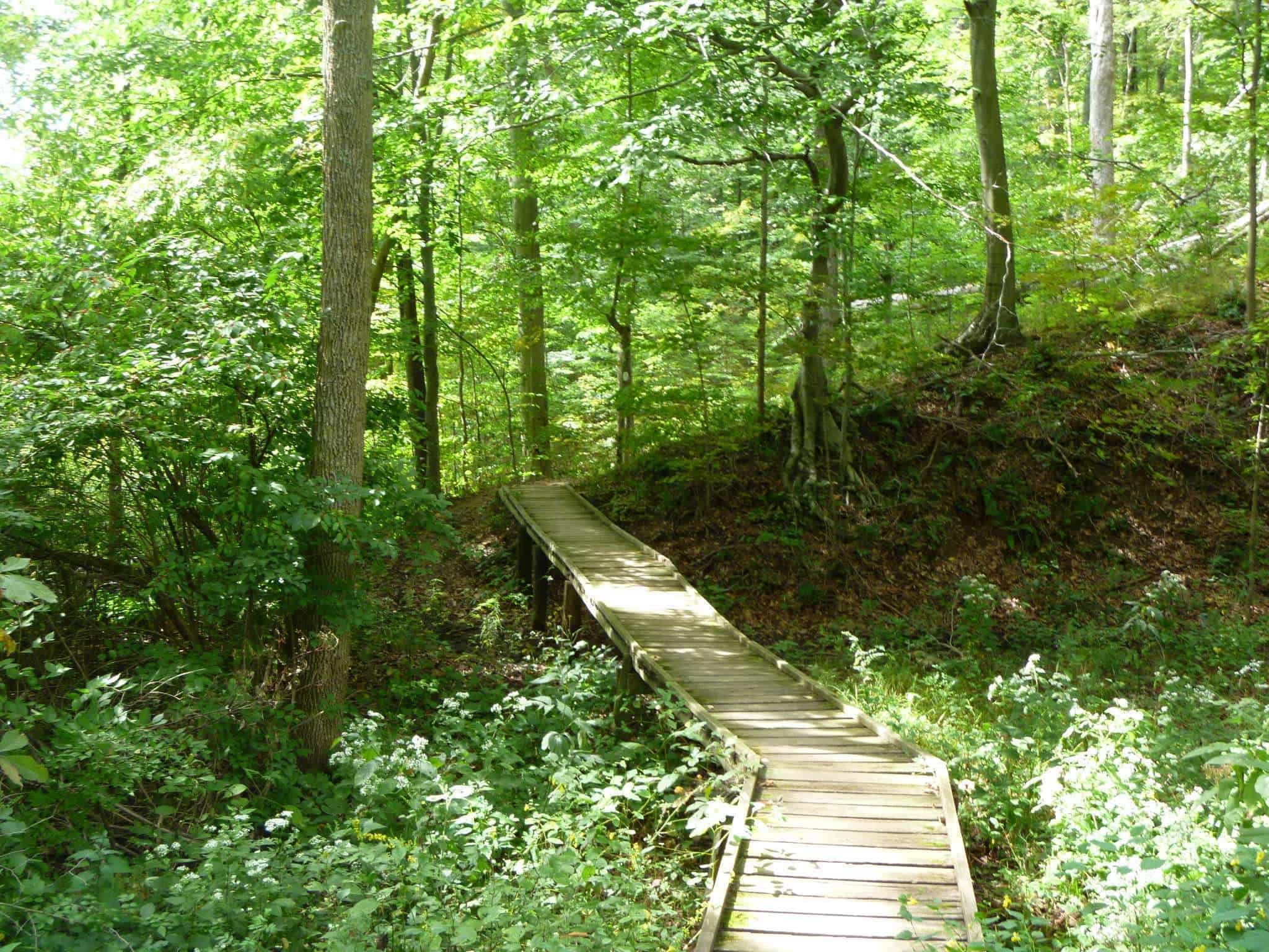 Mt Gilead State Park