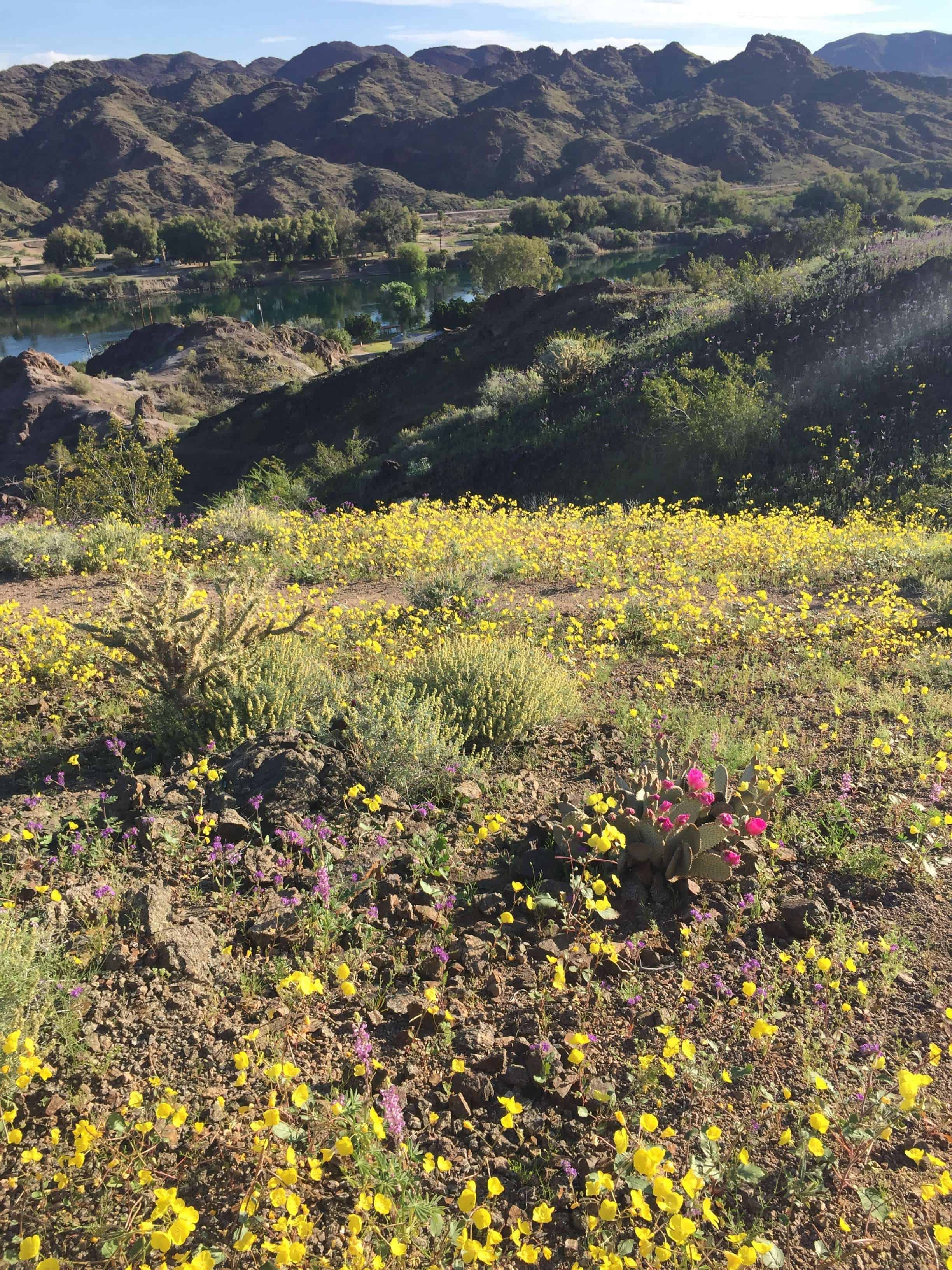 Buckskin Mountain State Park