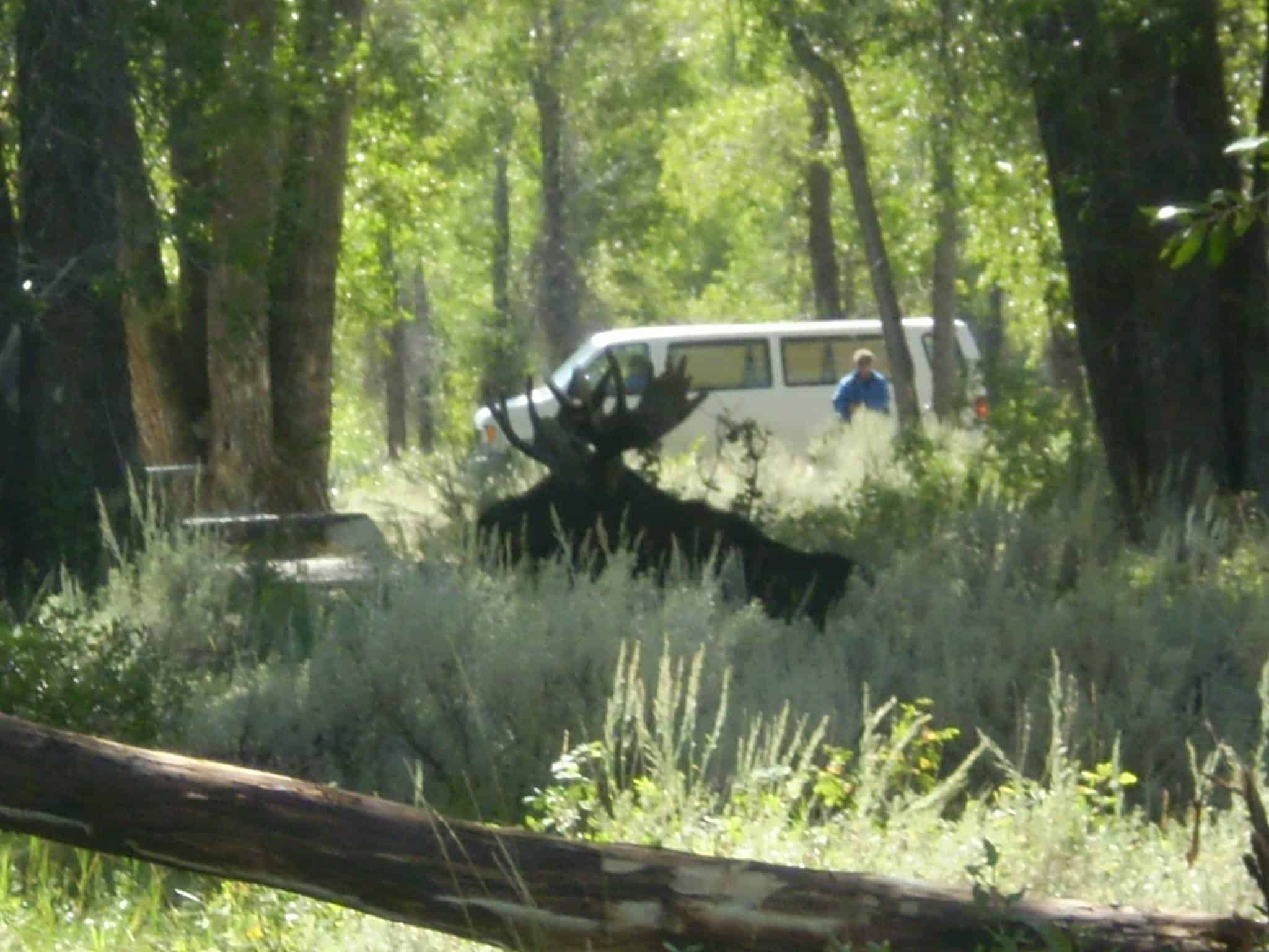 Gros Ventre Campground
