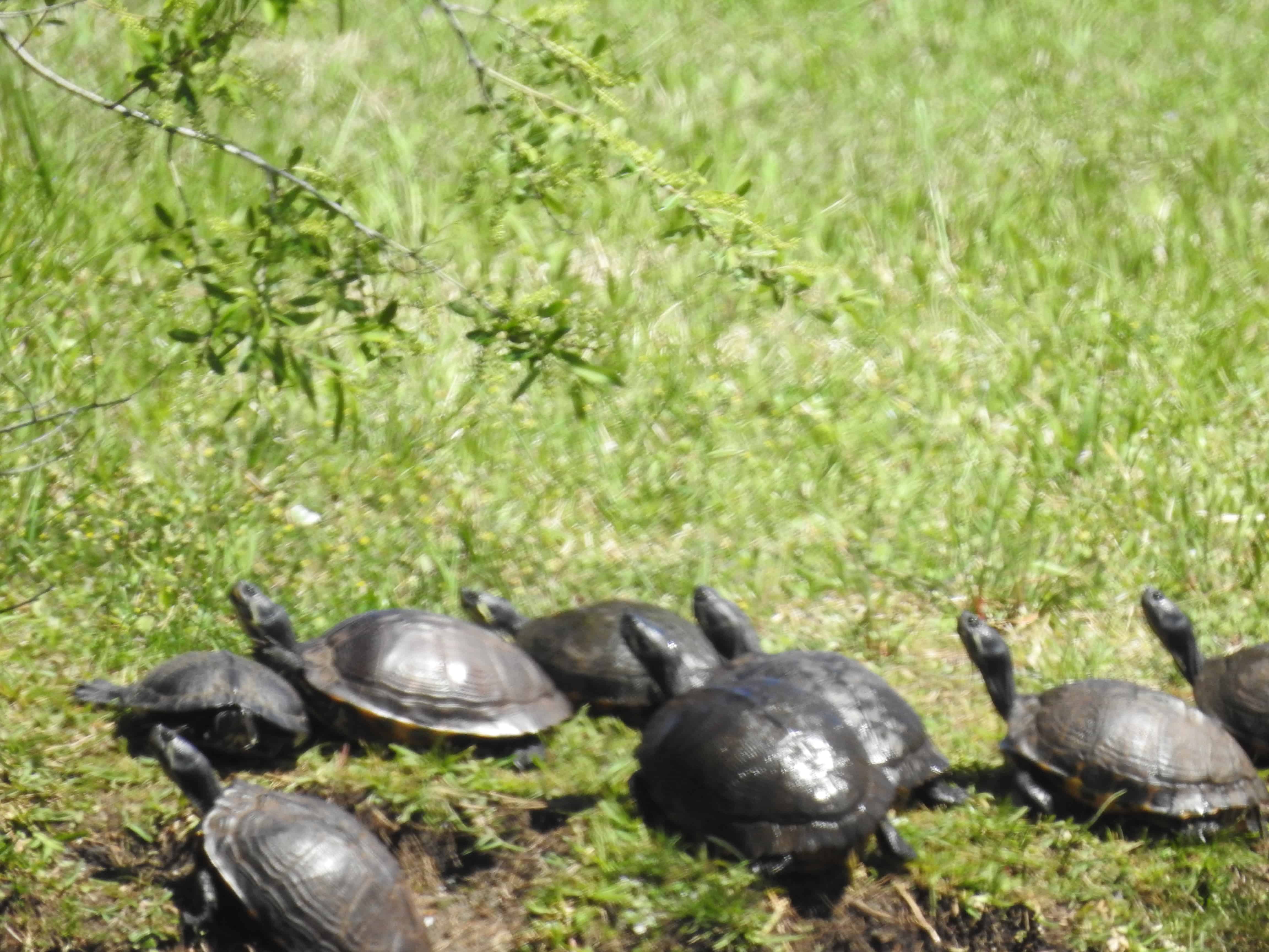 Cape Woods Campground