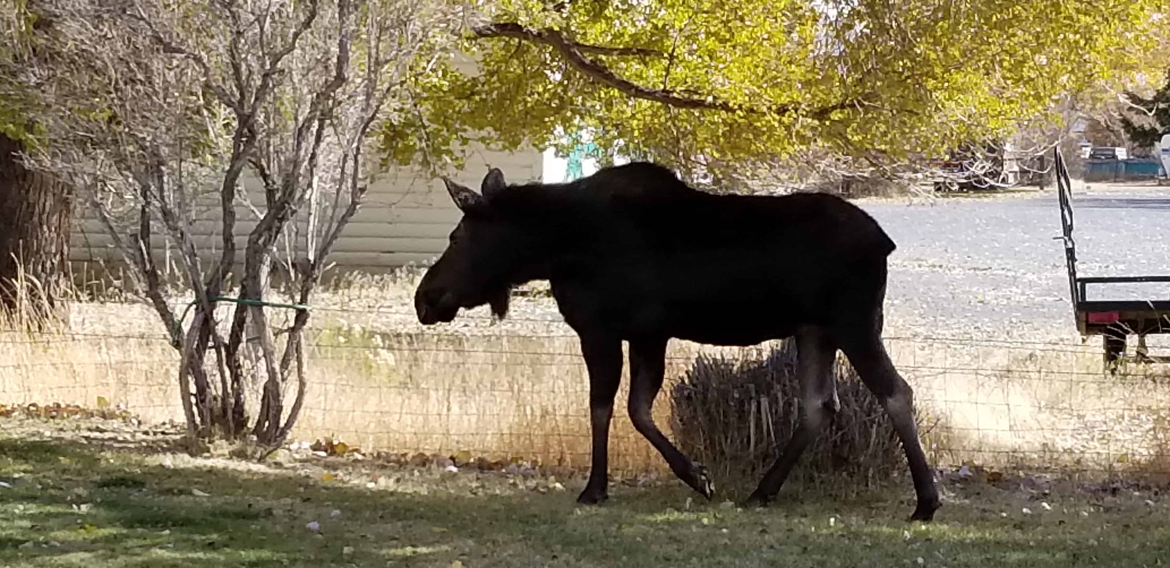 Wagon Wheel Motel & RV Park