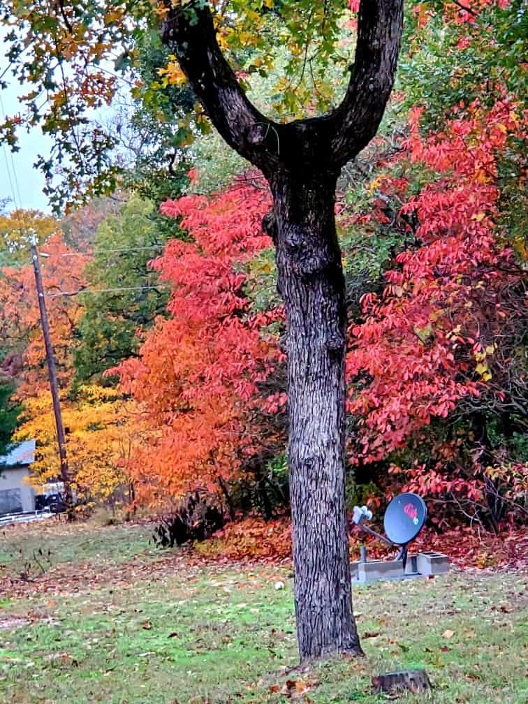 TX Log Cabin RV Park