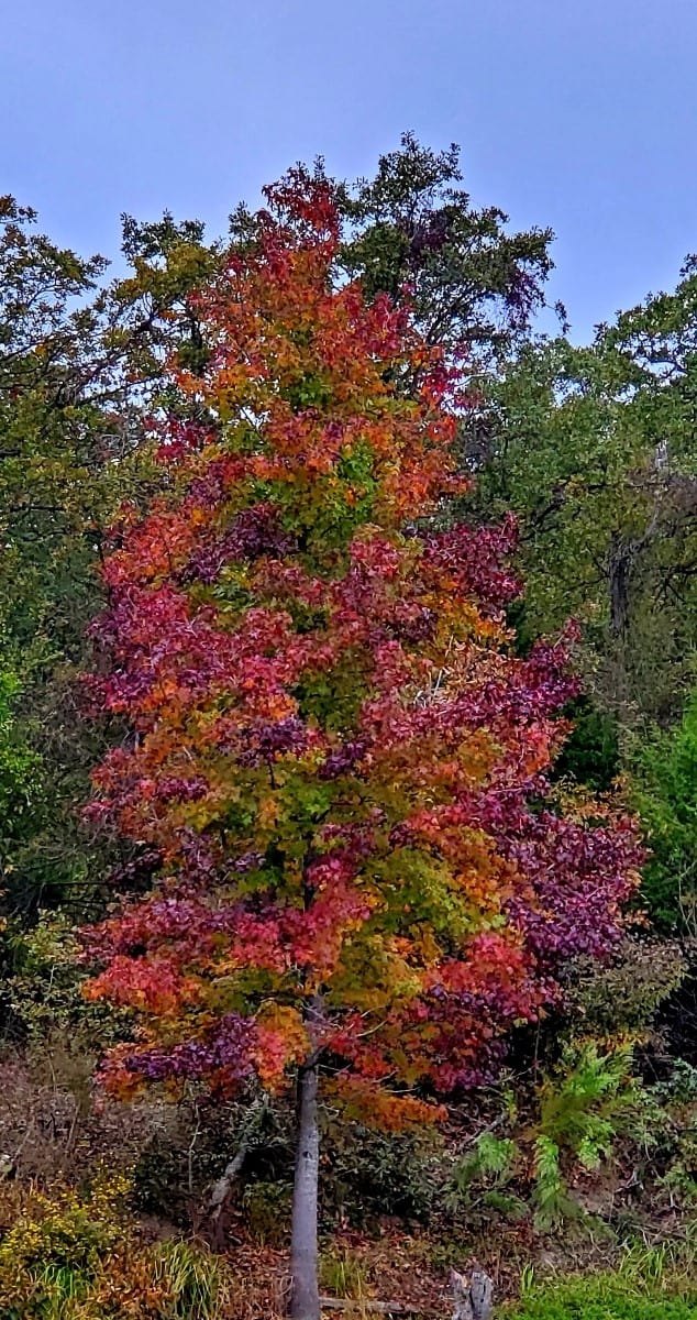 TX Log Cabin RV Park