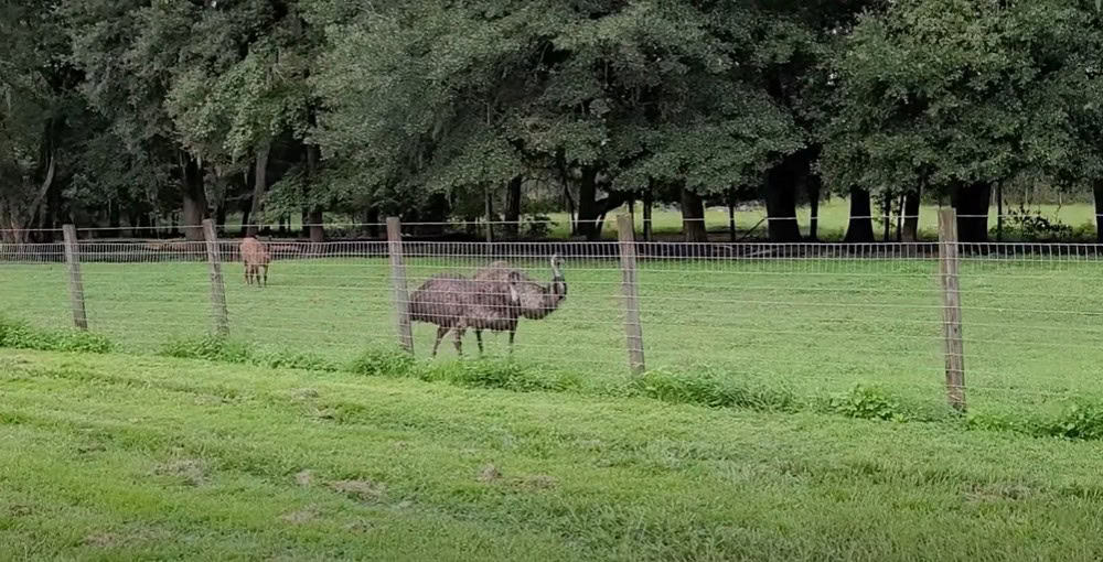 Travelers Campground