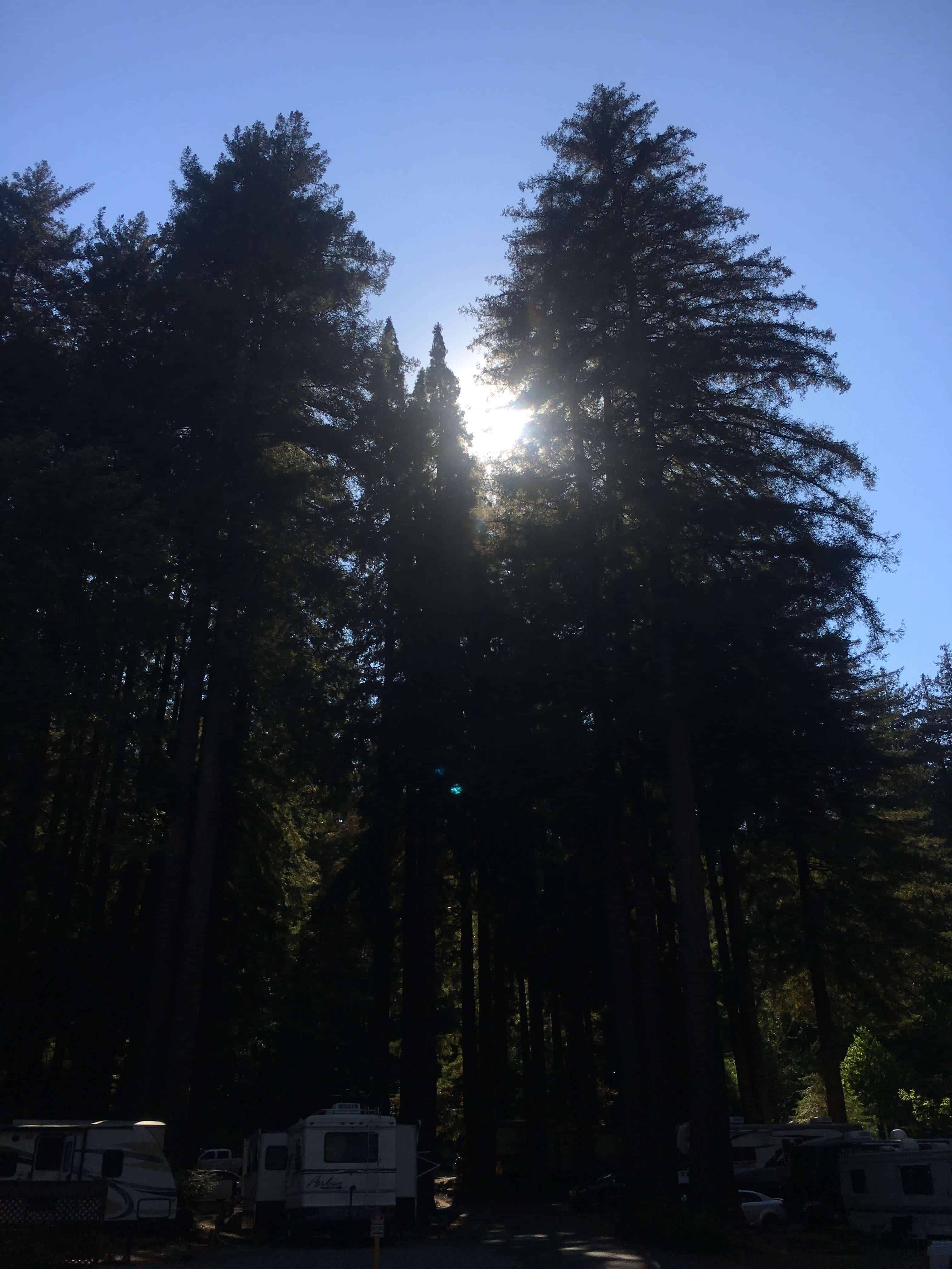 Santa Cruz Redwoods RV Resort