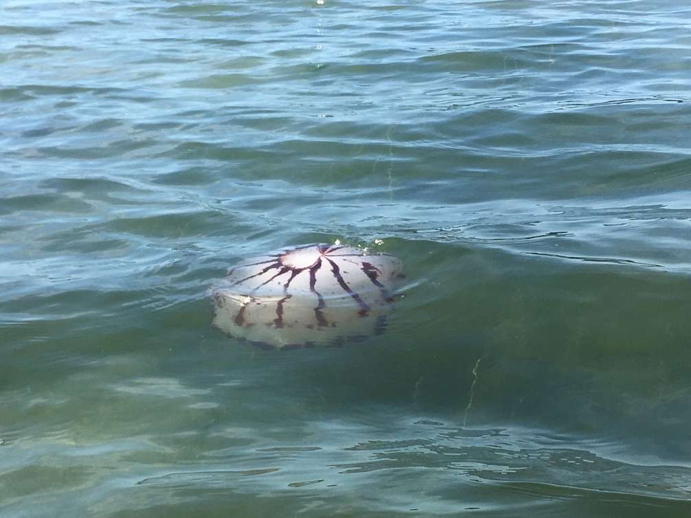 New Brighton State Beach