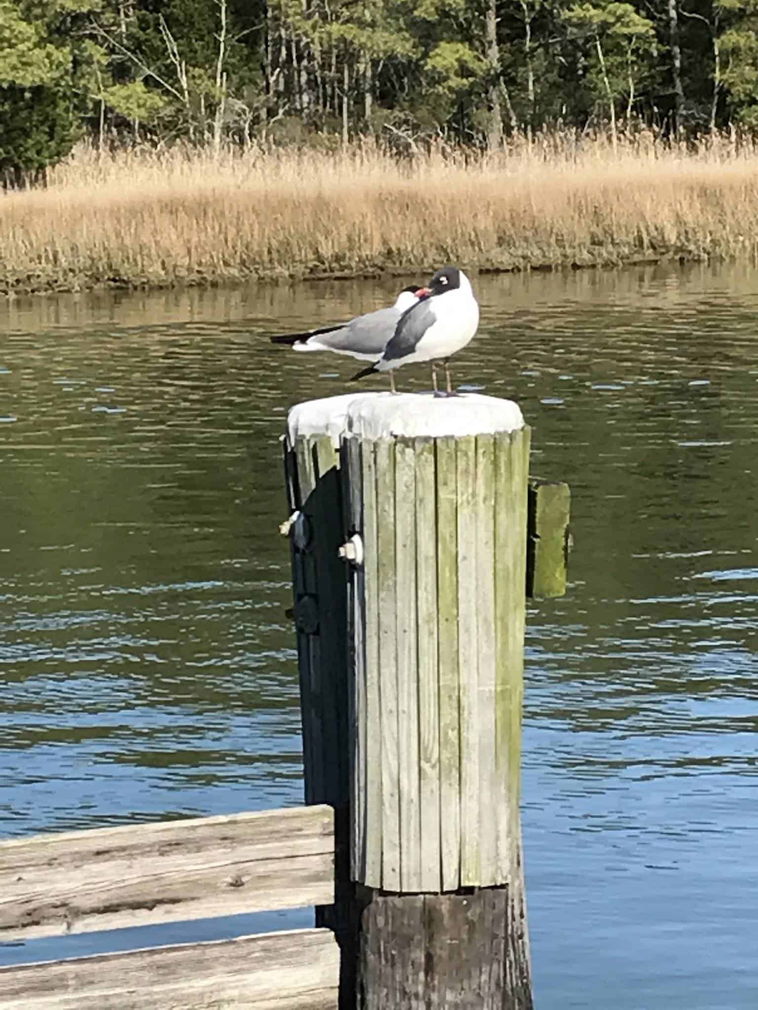 Janes Island State Park