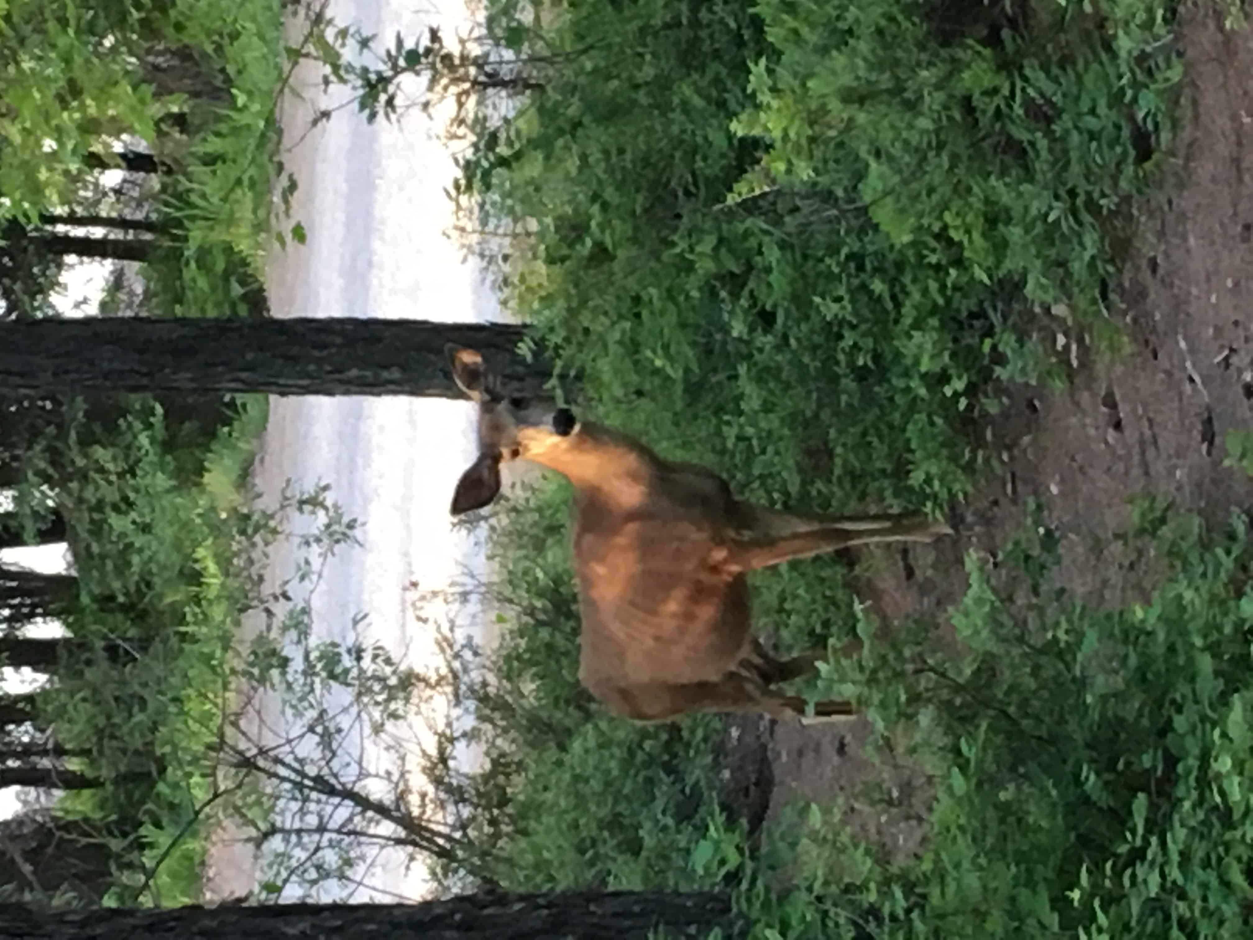 Lid Creek Campground