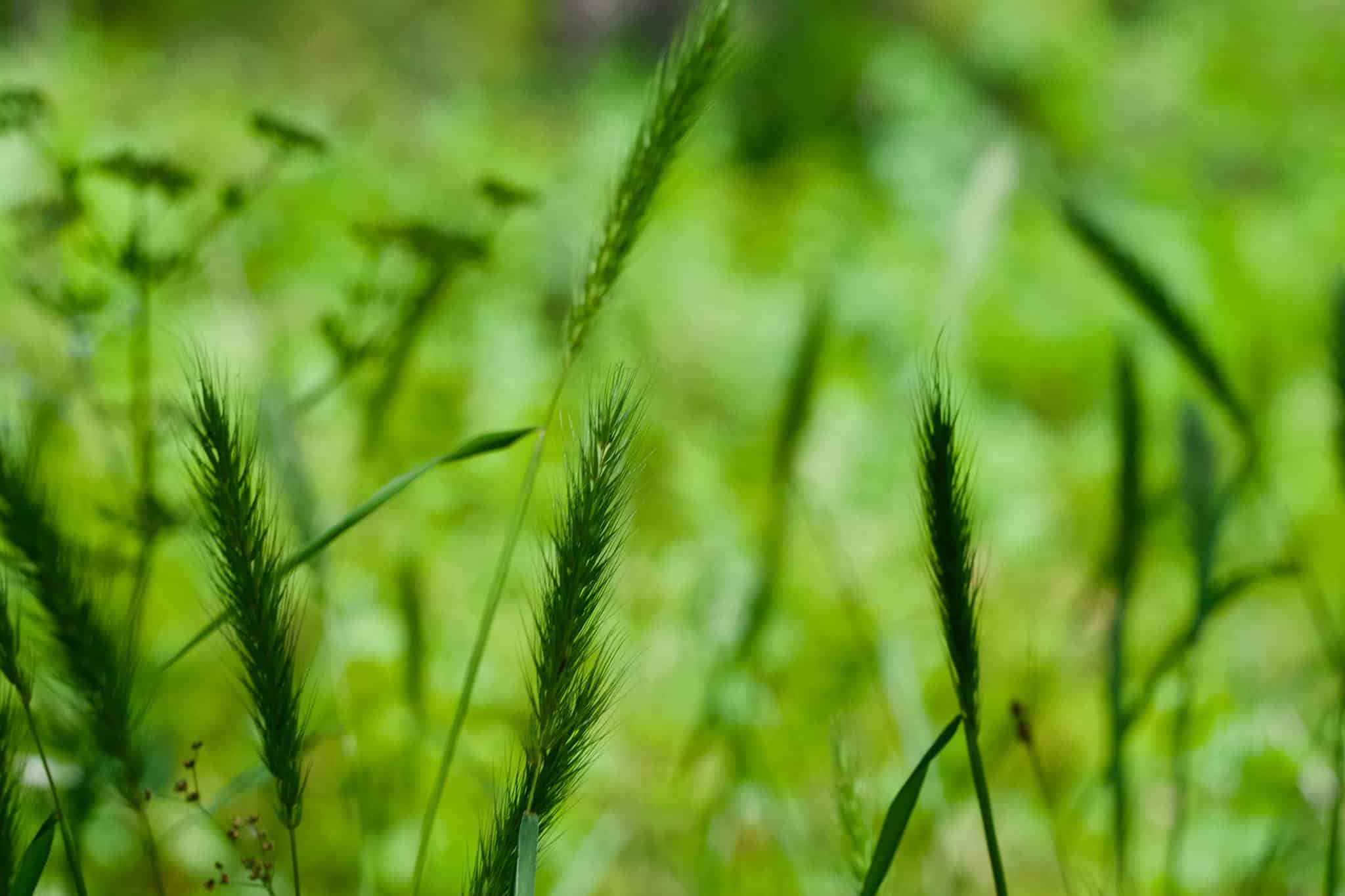 Cooper Lake State Park South Sulphur Unit