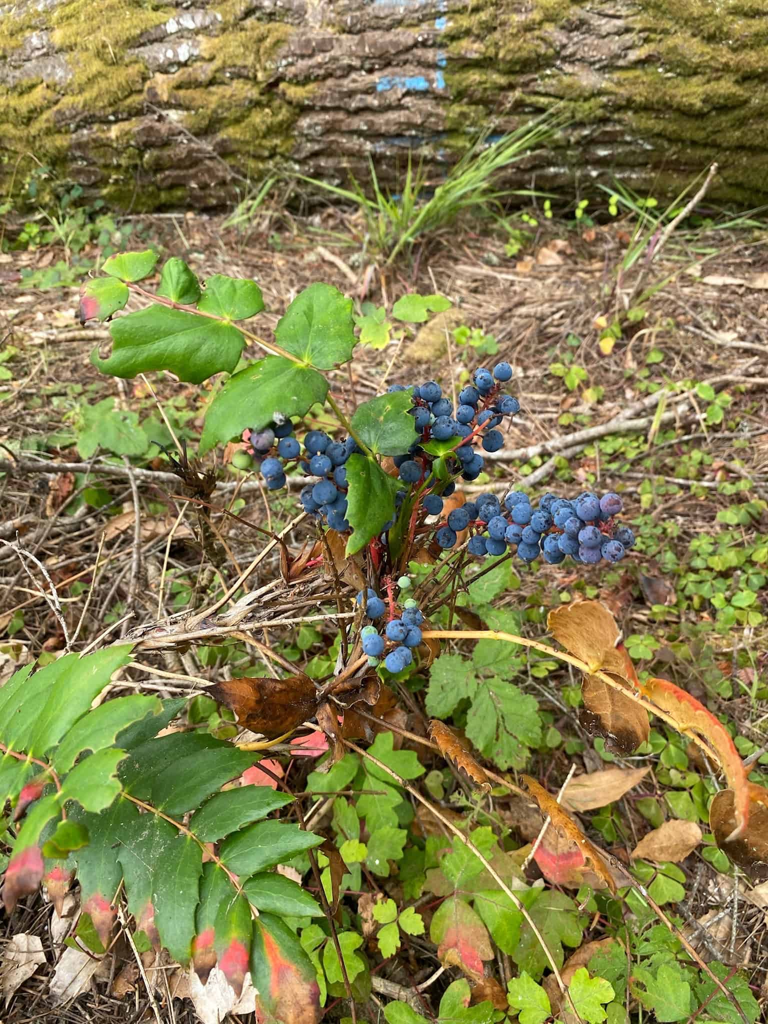 Van Damme State Park