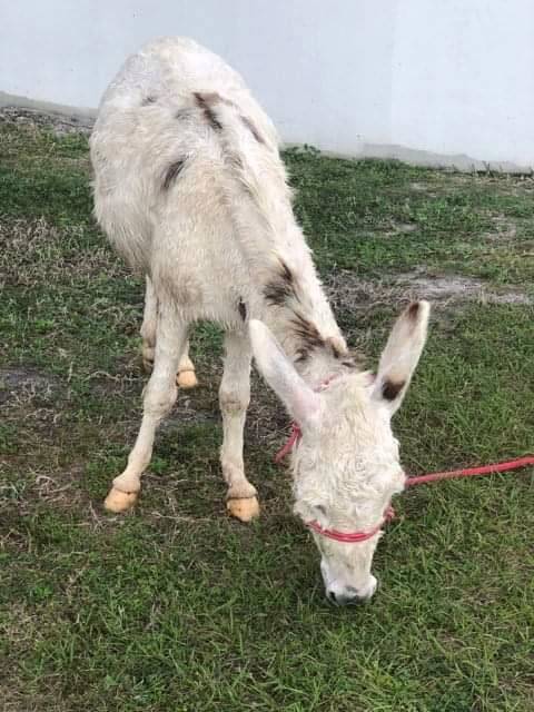 Sabal Palm RV Resort and Campground