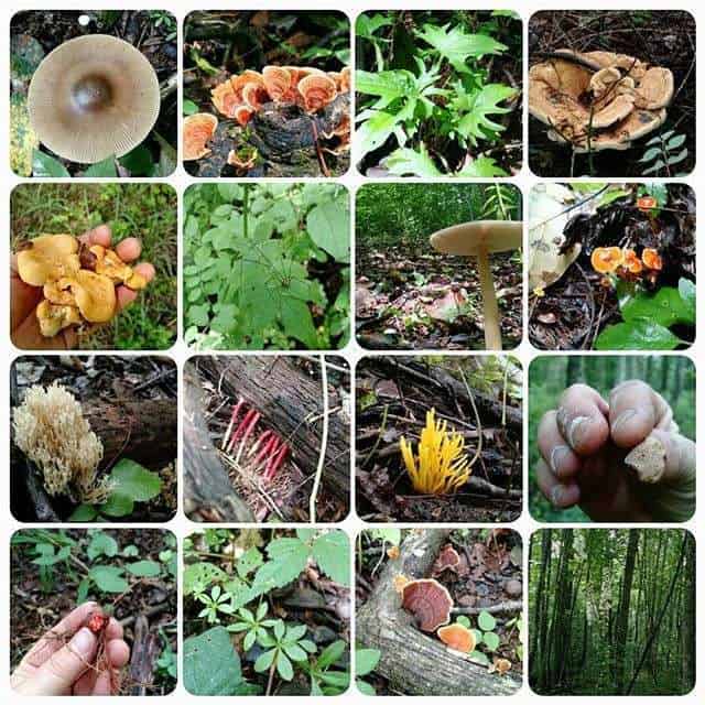 Floyd / Blue Ridge Parkway KOA Holiday