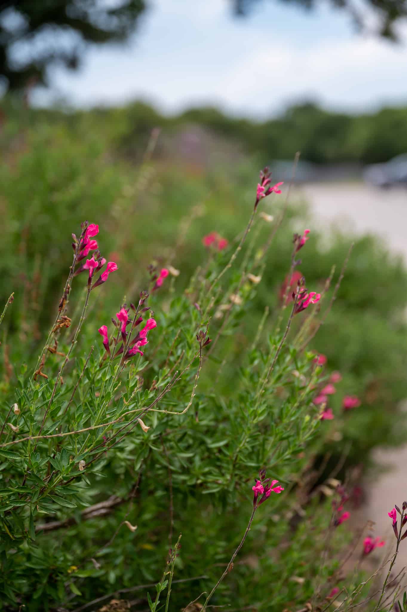 Lake Mineral Wells State Park & Trailway