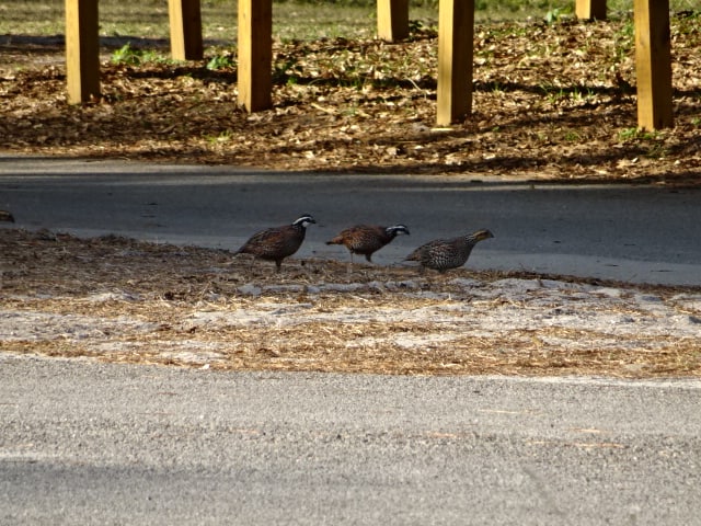 Highlands Hammock State Park Campground