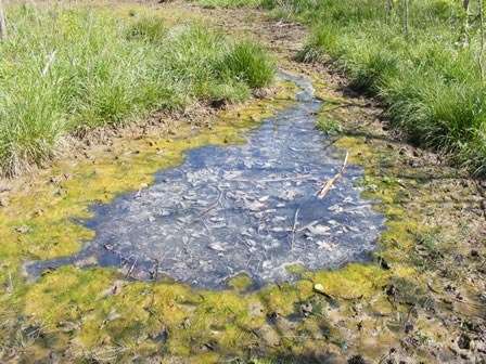 Big Bone Lick State Park
