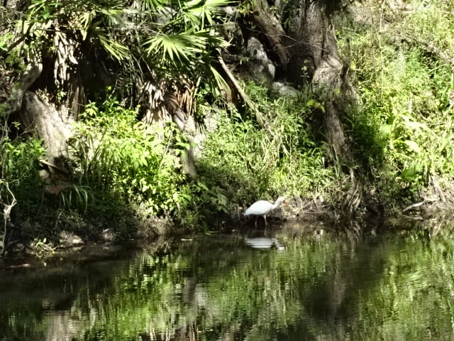 Hillsborough River State Park Campground - Hammock Circle