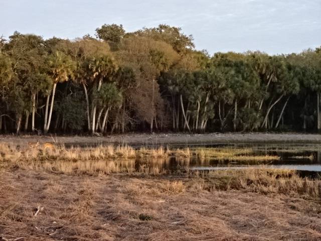 Myakka River State Park Palmetto Ridge Campground