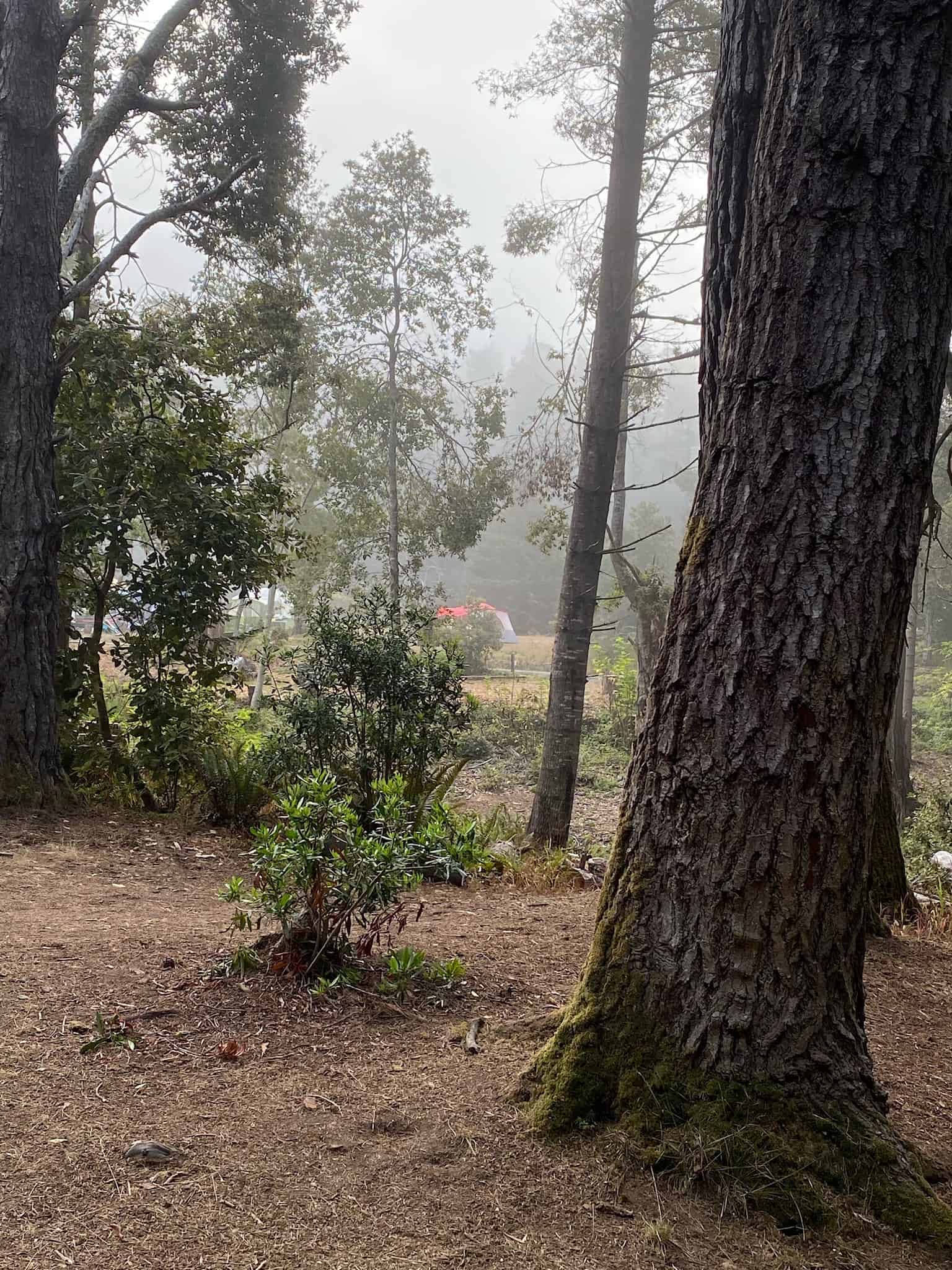 Van Damme State Park