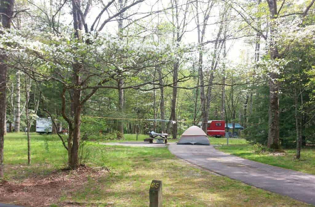 Davidson River Campground