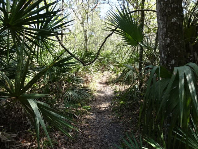 Hillsborough River State Park Campground - Hammock Circle
