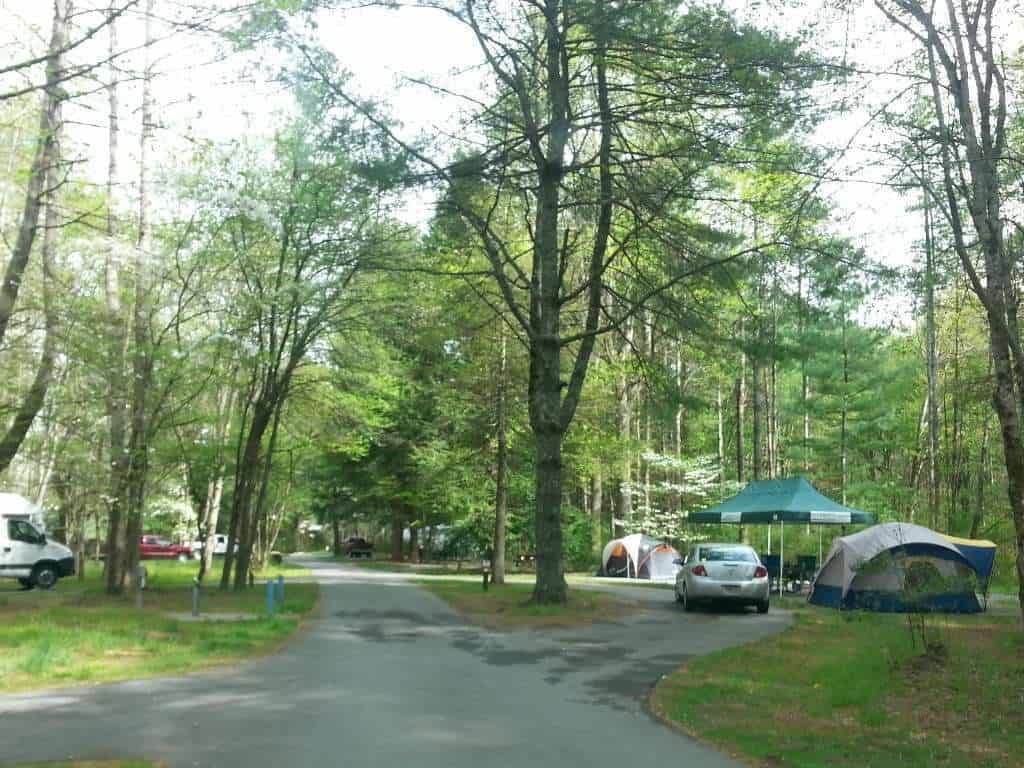 Davidson River Campground