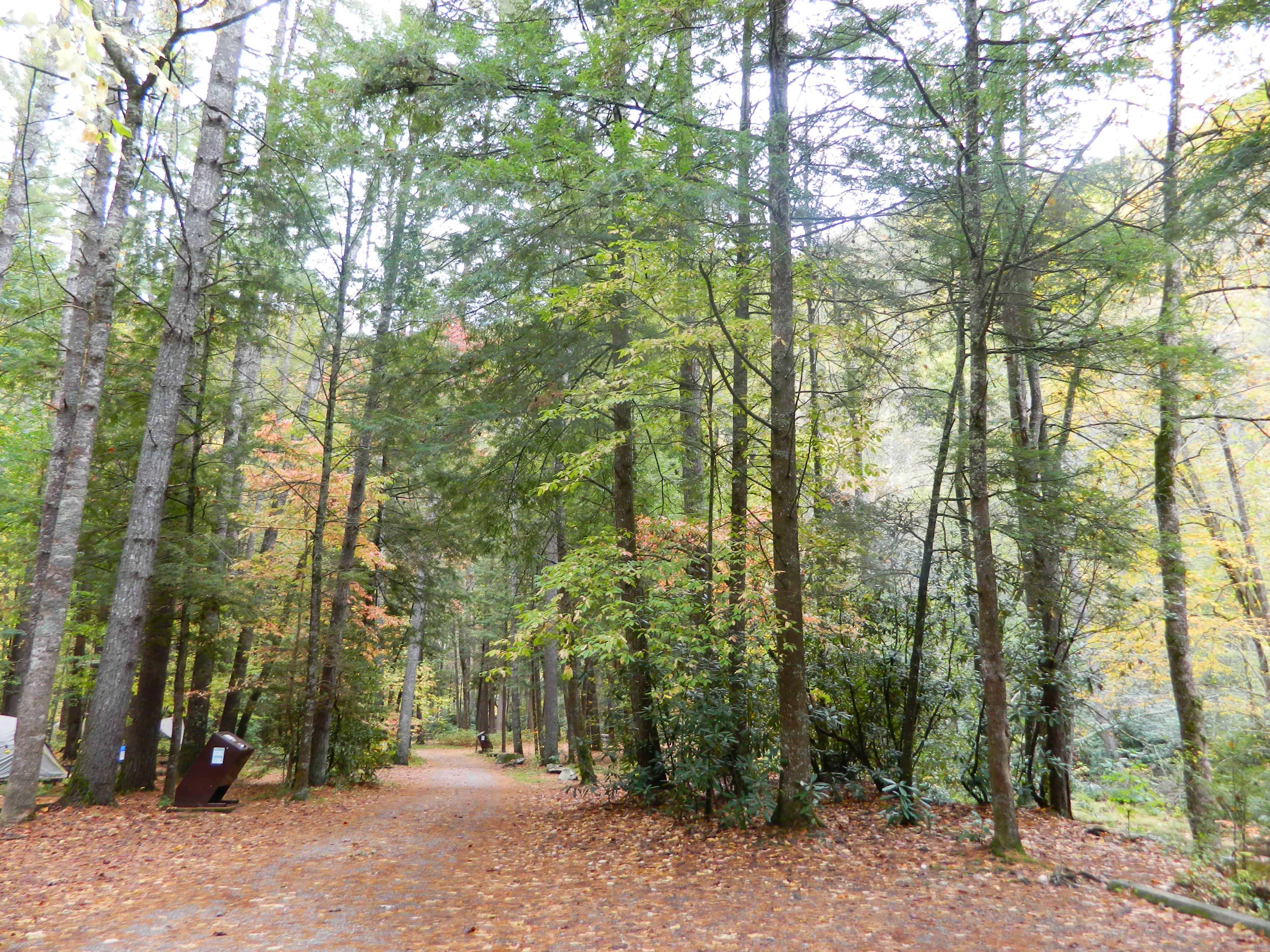 Cataloochee Campground