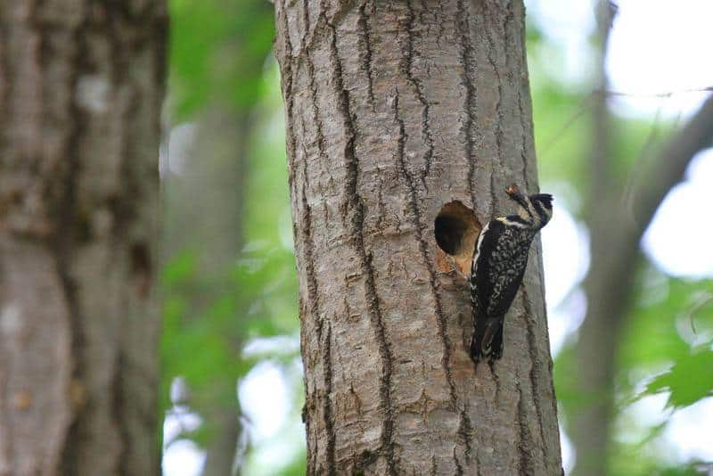 Camden Hills Campground