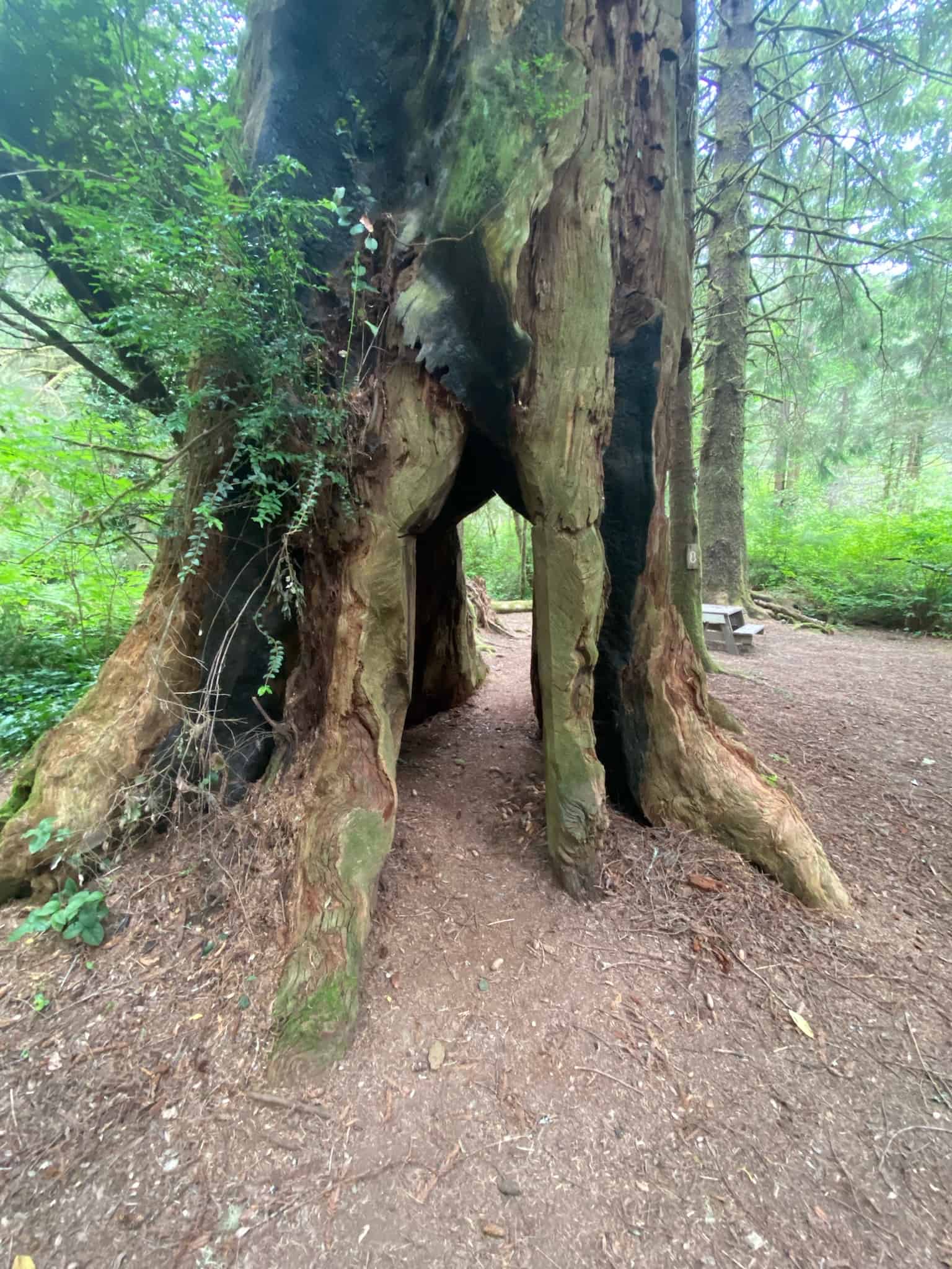 Mystic Forest RV Park