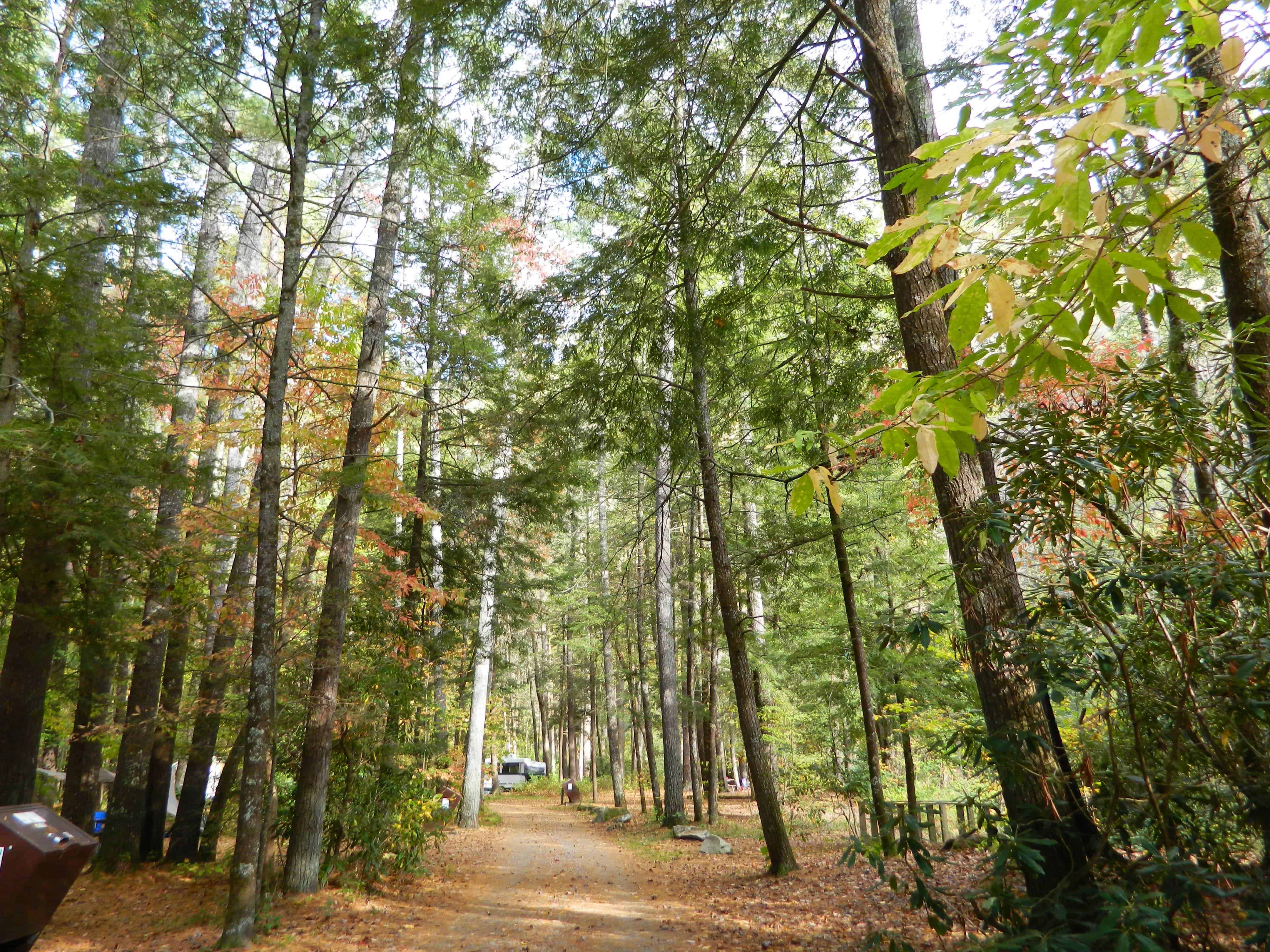 Cataloochee Campground