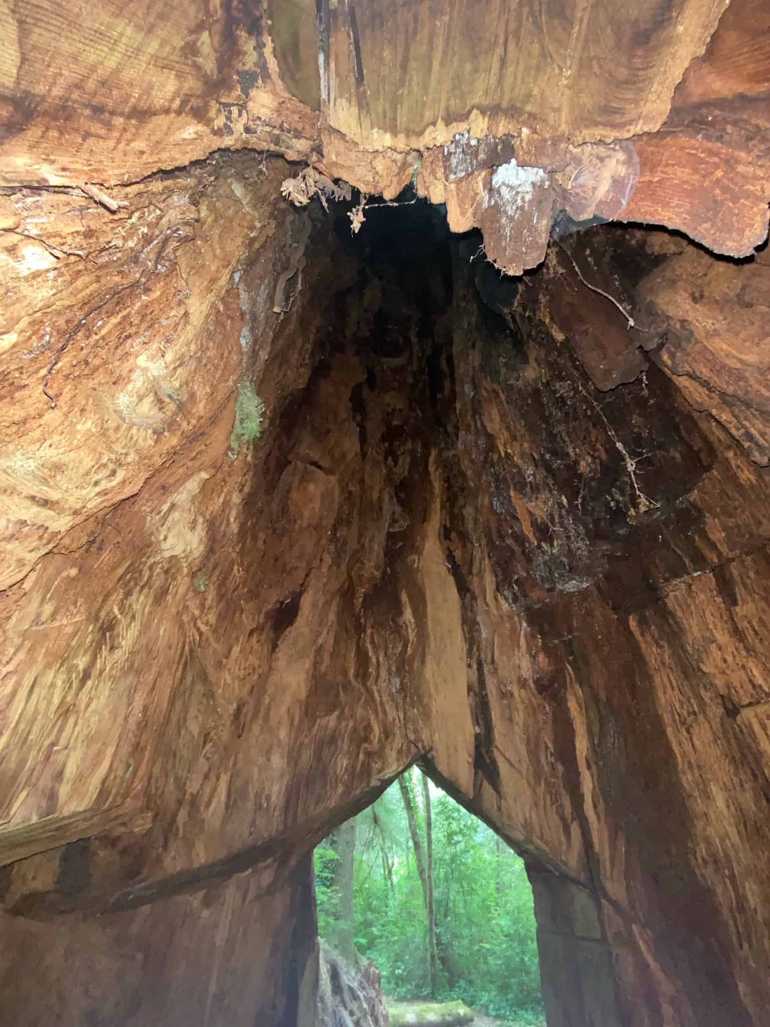 Mystic Forest RV Park