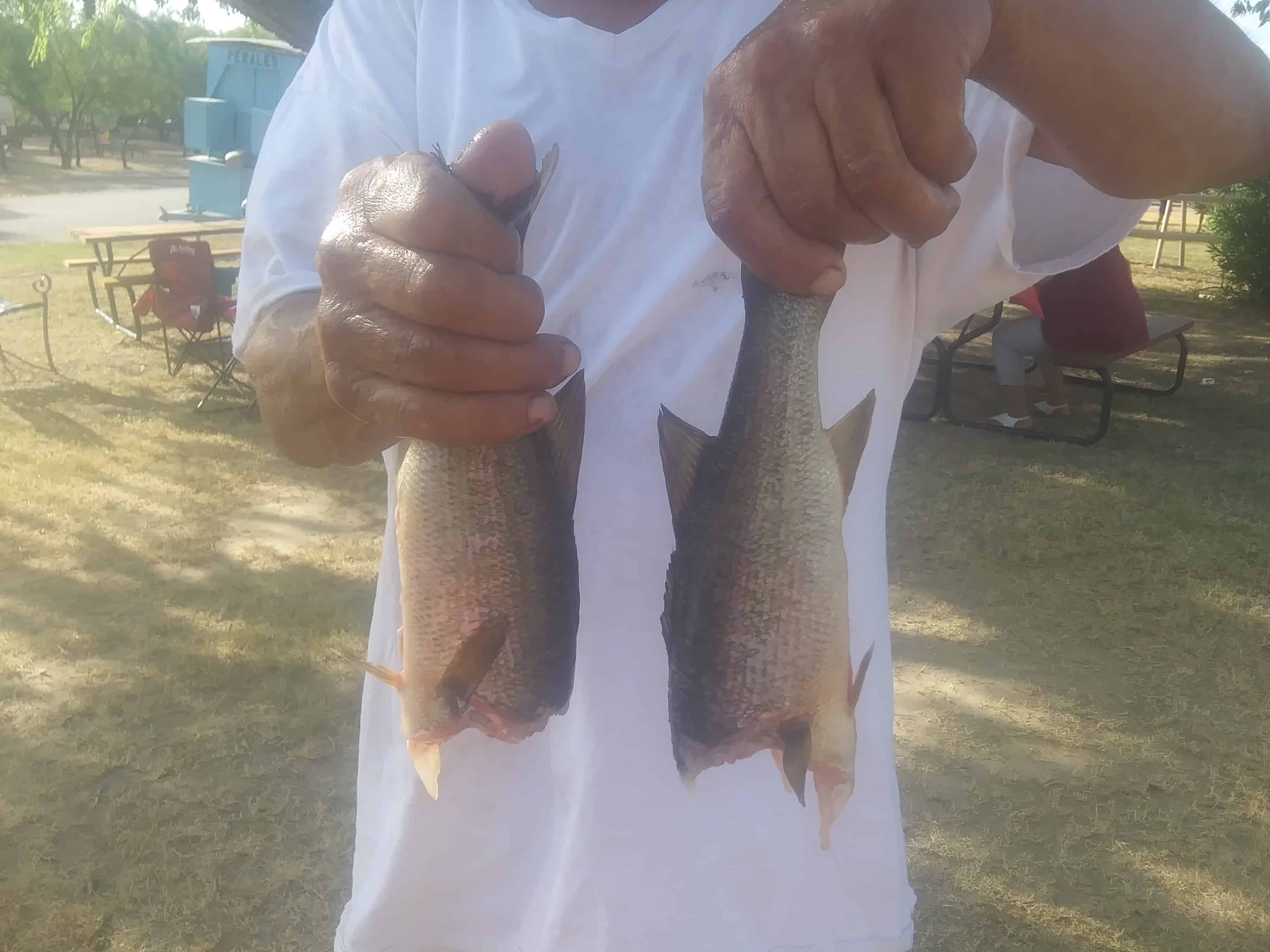 Cotulla/Nueces River KOA