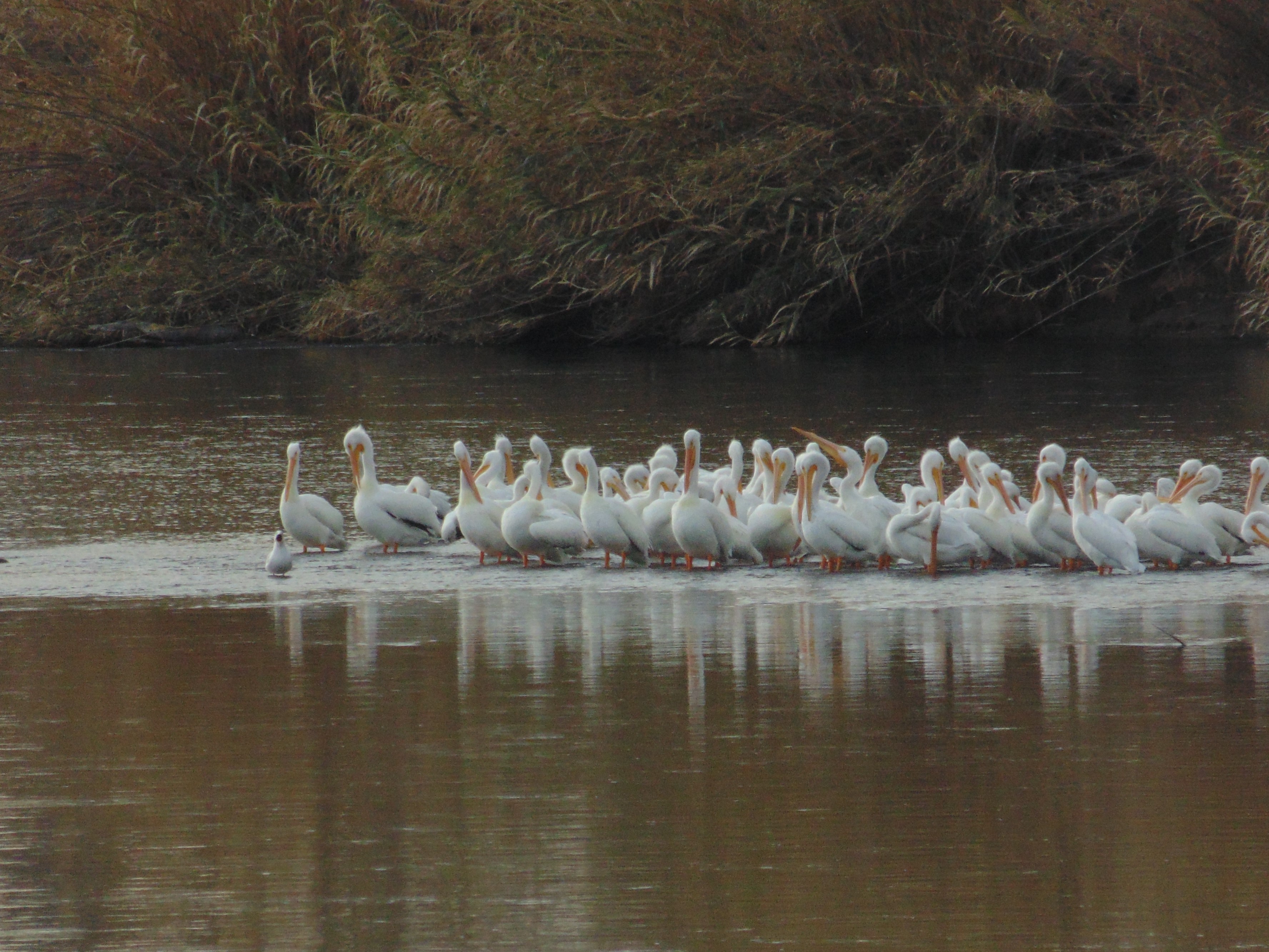Woodson Bridge RV Park